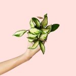 hoya-carnosa