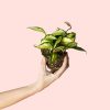 hoya-carnosa-planta