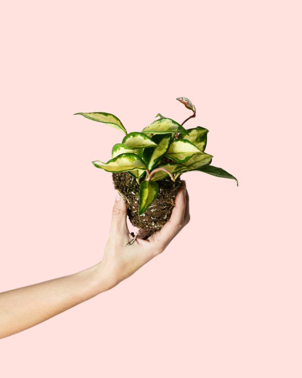 hoya-carnosa-planta