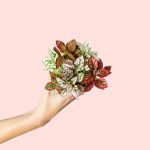 hypoestes-conffetii-mini