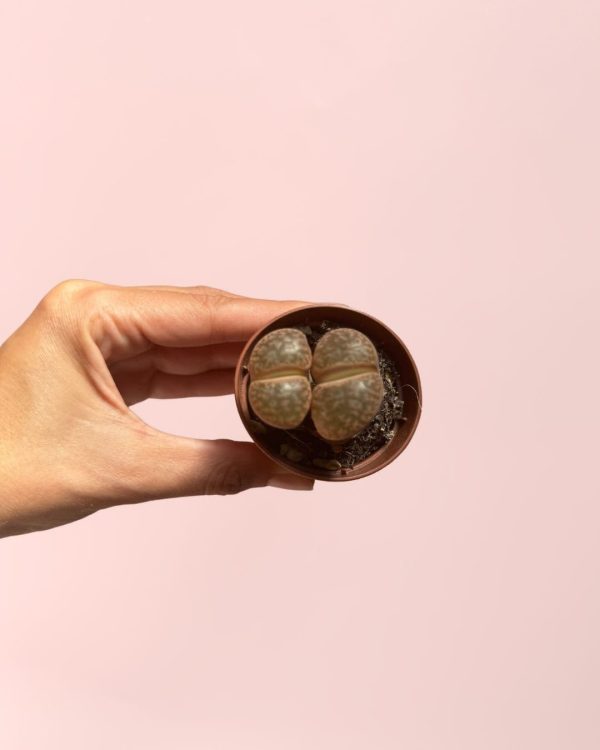 lithops rubra