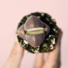 lithops-rubra