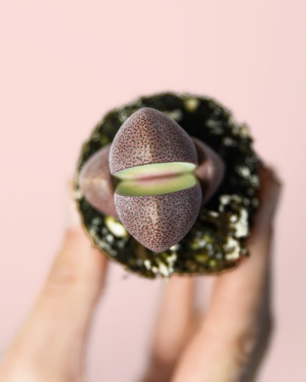 lithops-rubra