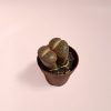 lithops rubra planta maceta