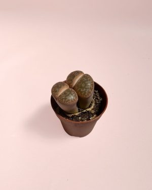 lithops rubra planta maceta