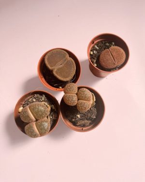 lithops rubra plantas