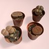 lithops rubra plantitas