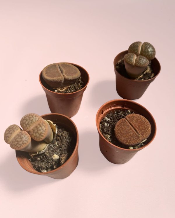 lithops rubra plantitas