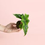 mini-alocasia-jacklyn-