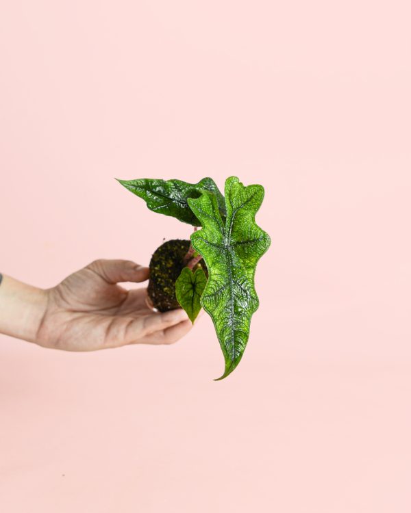 mini-alocasia-jacklyn-