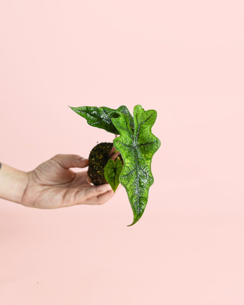 mini-alocasia-jacklyn-