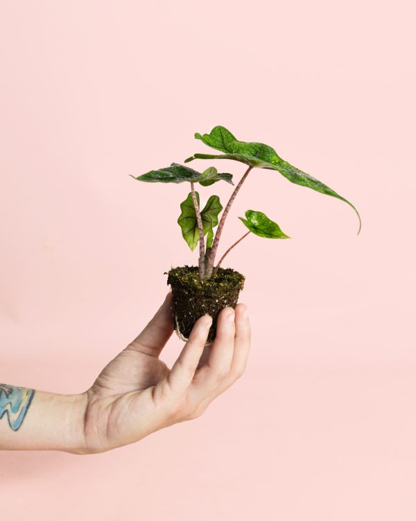 mini-alocasia-jacklyn-planta