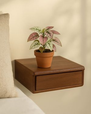 mini hypoestes confeti contexto