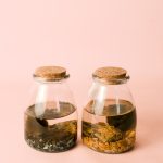 mini-terrario-planta-acuatica