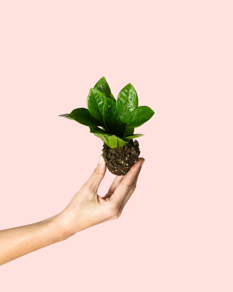 mini-zamioculca-zamiifolia