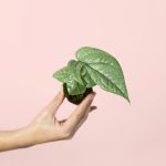 monstera-silver-mini