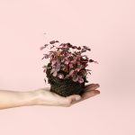 oxalis-pink