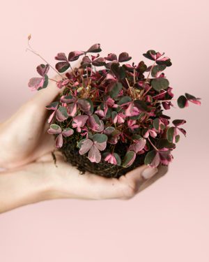 oxalis-pink-hoja