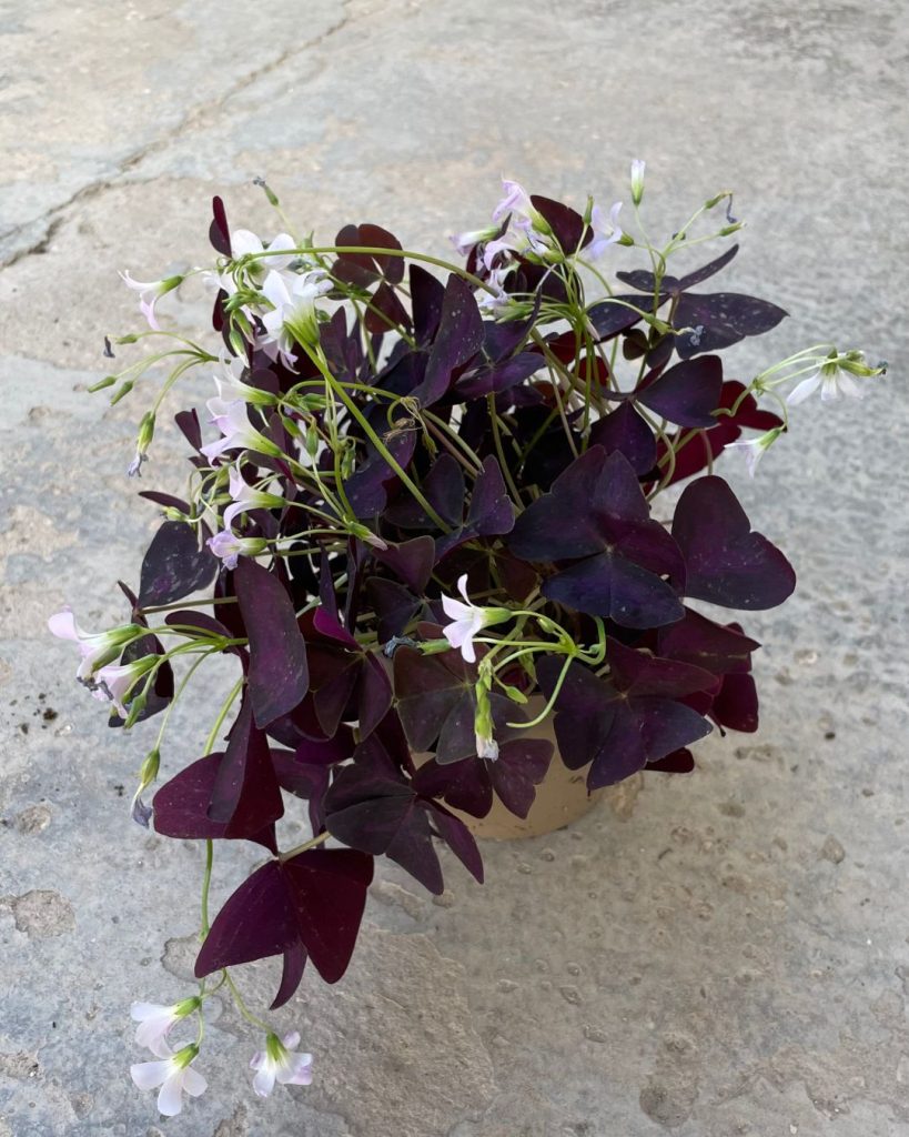 oxalis-problemas-luz
