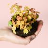 oxalis-sunset-velvet-hoja