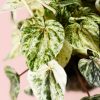 peperomia-buenos-aires-hoja