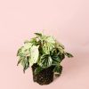 peperomia-buenos-aires-m