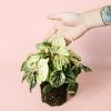 peperomia-buenos-aires-planta