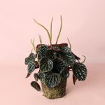 peperomia-chocolate