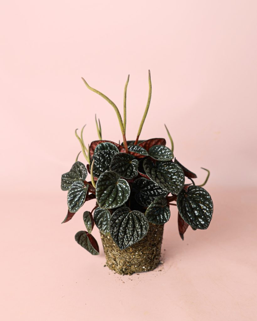 peperomia-chocolate
