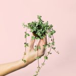 pilea-greyzy-mini