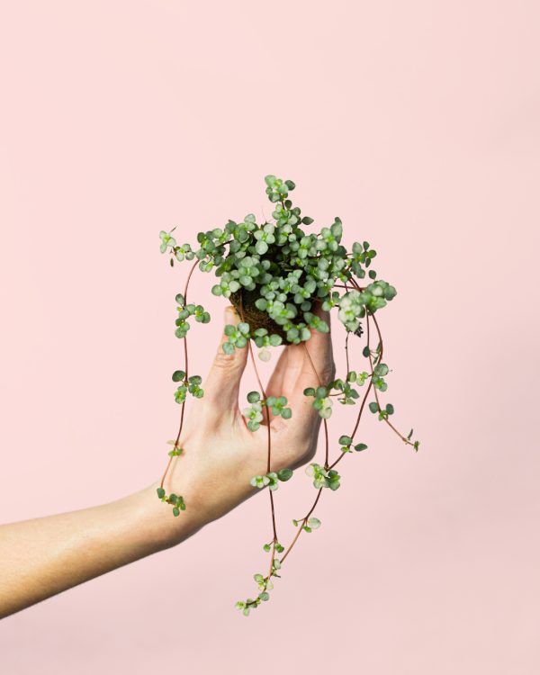 pilea-greyzy-mini
