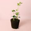 planta-cacahuete