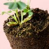 Planta del Cacahuete - Imagen 2