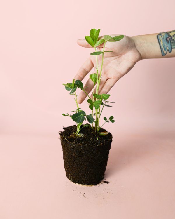 Planta del Cacahuete - Imagen 3