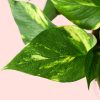 potho-hoja