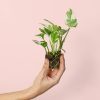 potho-njoy-mini-planta