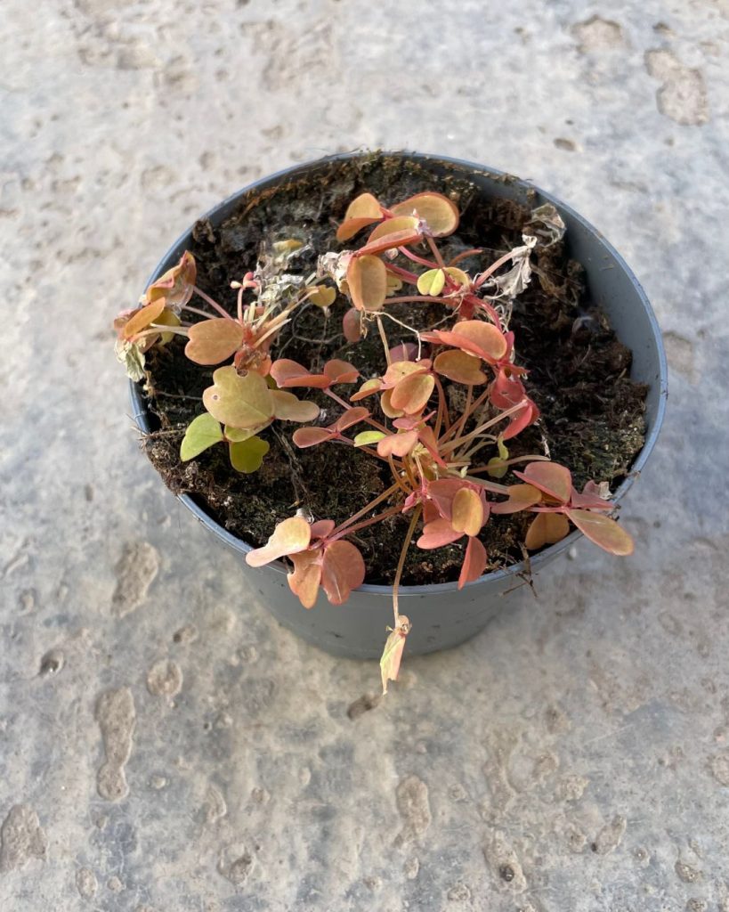 problemas-oxalis-sunset
