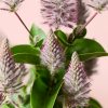 ptilotus-flor
