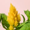 Celosia Mix - Imagen 7