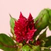 Celosia Mix - Imagen 6