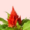 Celosia Mix - Imagen 5