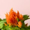 Celosia Mix - Imagen 4