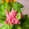 Celosia Mix - Imagen 3