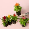 Celosia Mix - Imagen 2