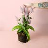 ptilotus-planta