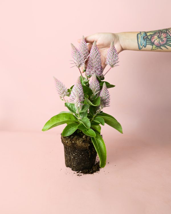ptilotus-planta