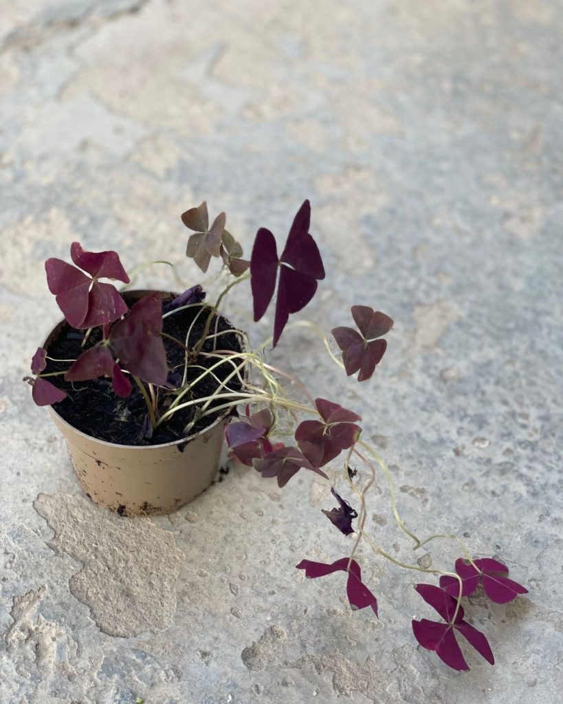 oxalis hojas decaidas