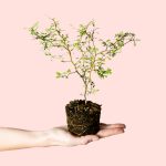 sophora-prostrata-mini