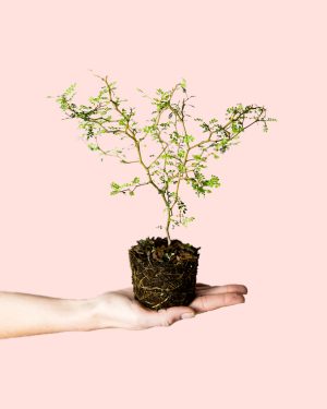 sophora-prostrata-mini