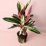 stromanthe-triostar-m